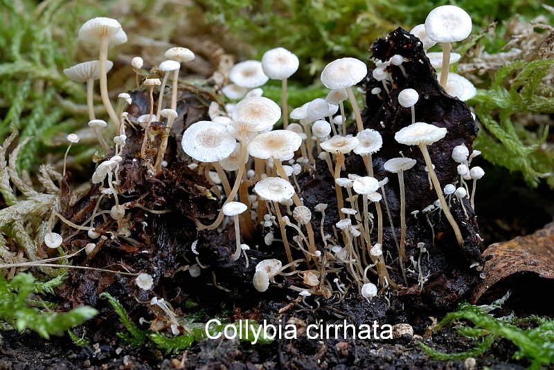Collybia cirrhata-amf482.jpg - Collybia cirrhata ; Syn1: Marasmius cirrhatus ; Syn2: Collybia amanitae ; Nom français: Collybie mycophage